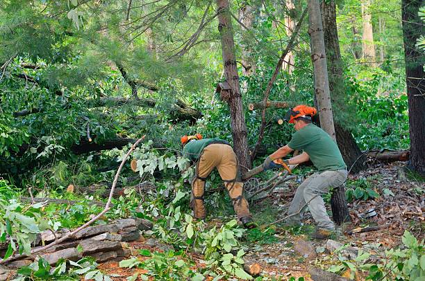 Best Stump Grinding Near Me  in Clinton, UT